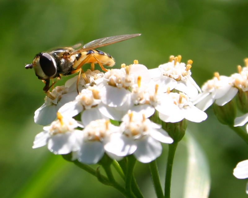 Schwebefliege