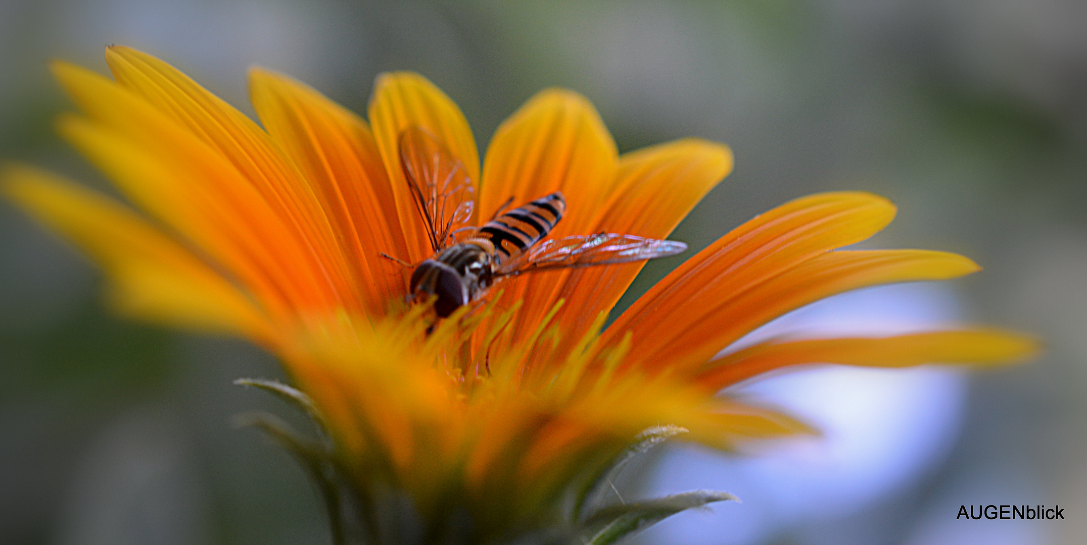 Schwebefliege