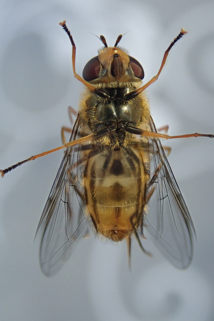 Schwebefliege einmal anders Foto &amp; Bild | fotos, makro, natur Bilder ...