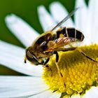 Schwebefliege Eristalis Tenax