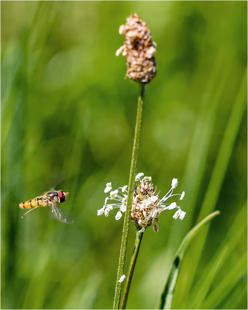 Schwebefliege