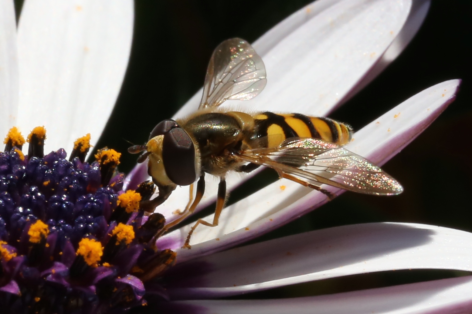 Schwebefliege