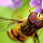 Schwebefliege - Facettenaugen