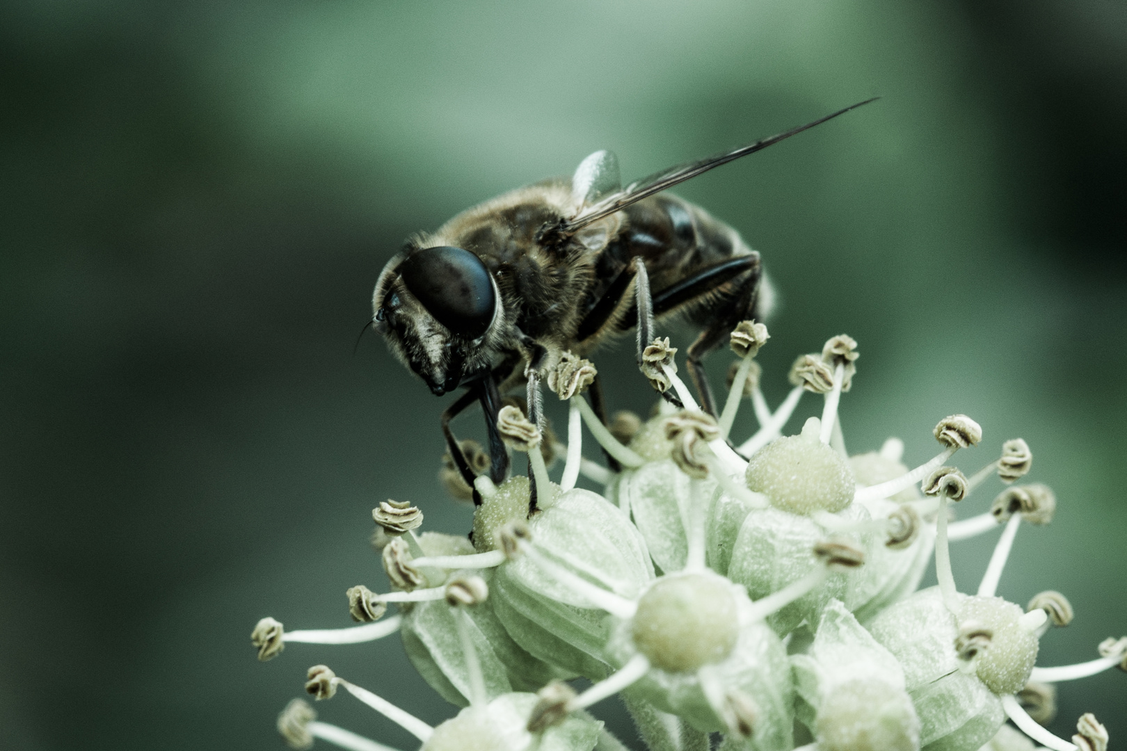 Schwebefliege Farblos