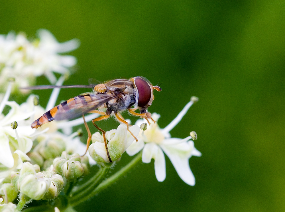 Schwebefliege......