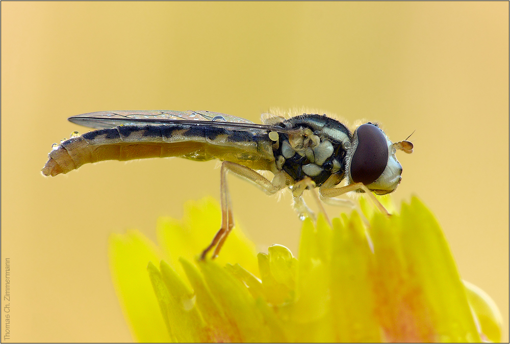 Schwebefliege I.