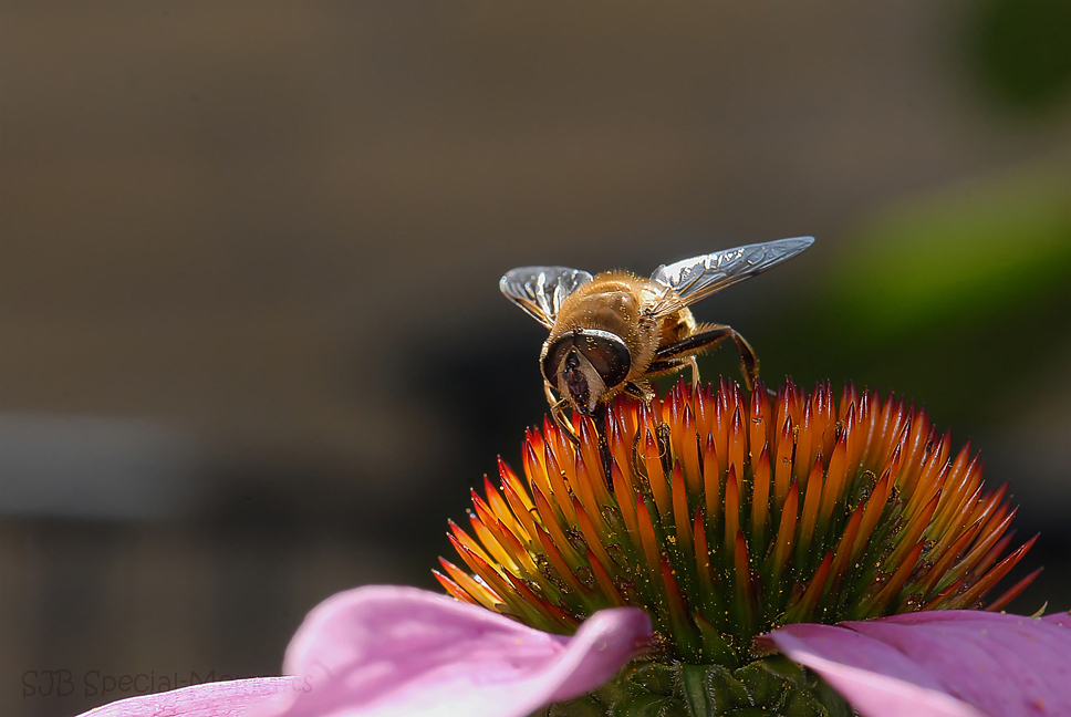 Schwebefliege II