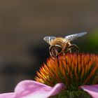 Schwebefliege II