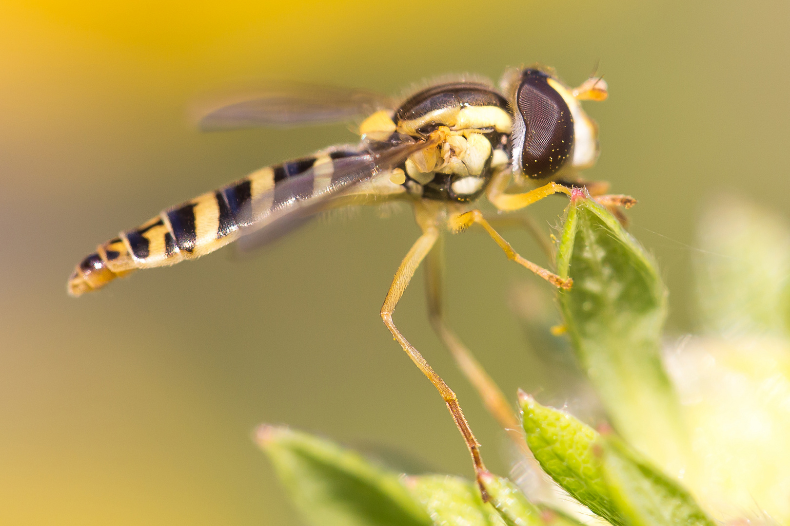 Schwebefliege II