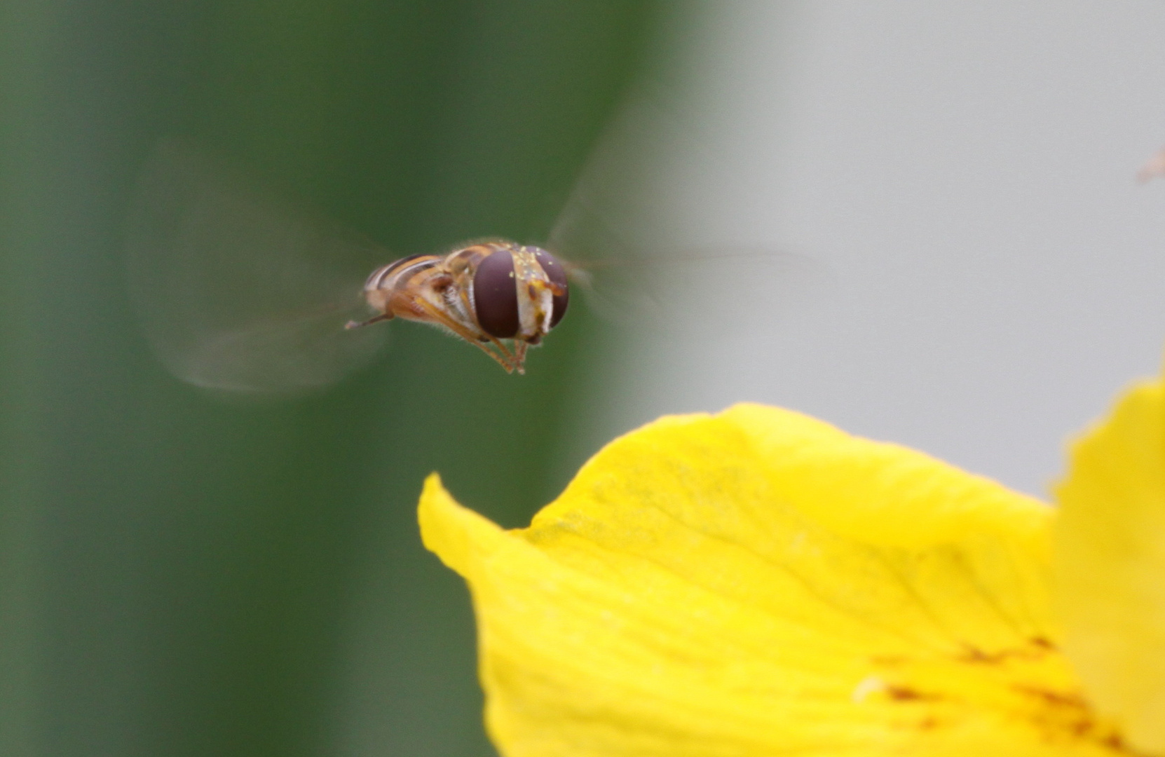 Schwebefliege im Anflug