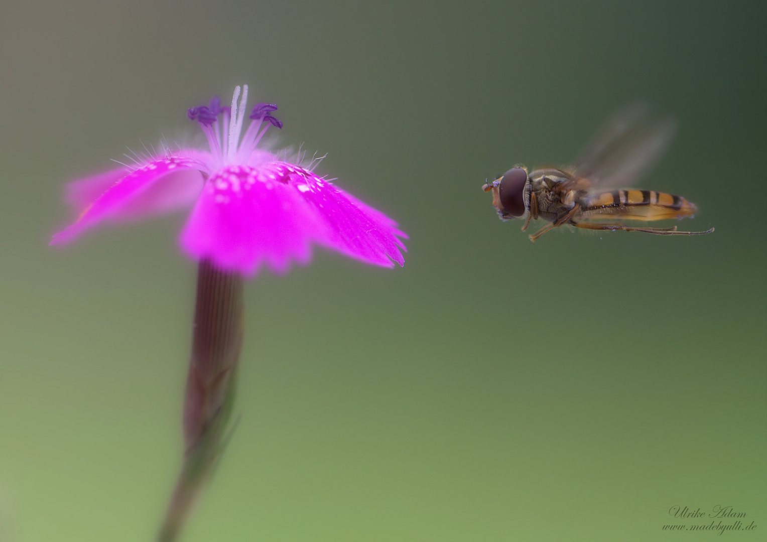 Schwebefliege im Anflug