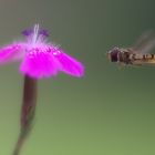 Schwebefliege im Anflug