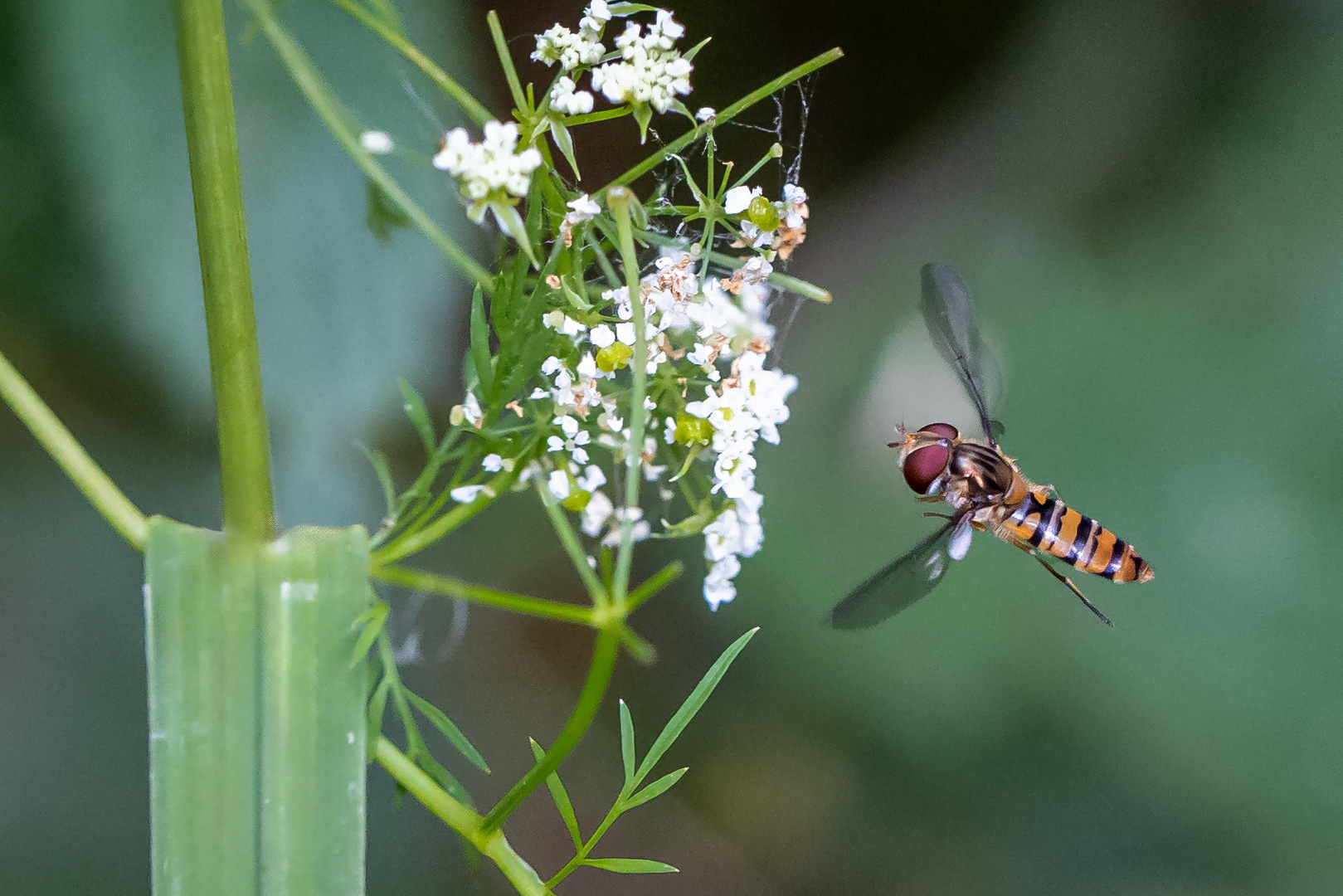 Schwebefliege im Anflug