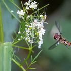 Schwebefliege im Anflug