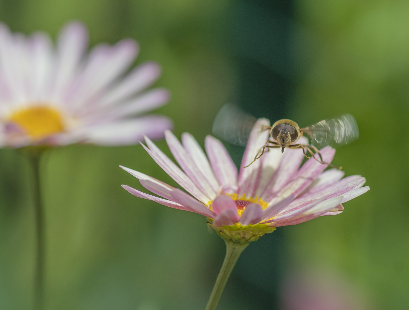 Schwebefliege im Anflug