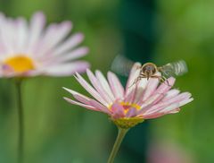 Schwebefliege im Anflug