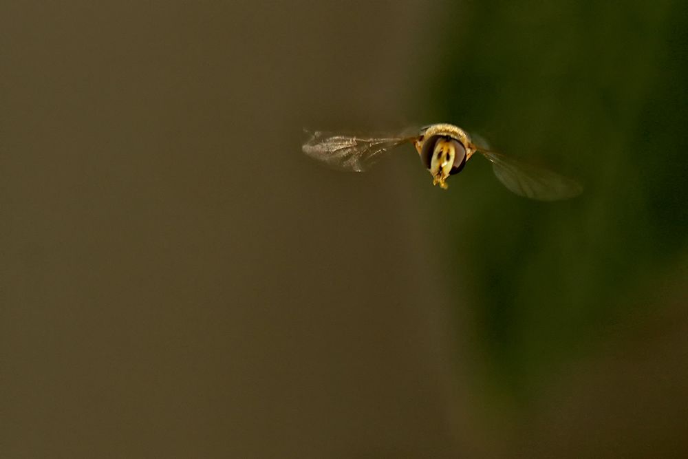 Schwebefliege im Anflug