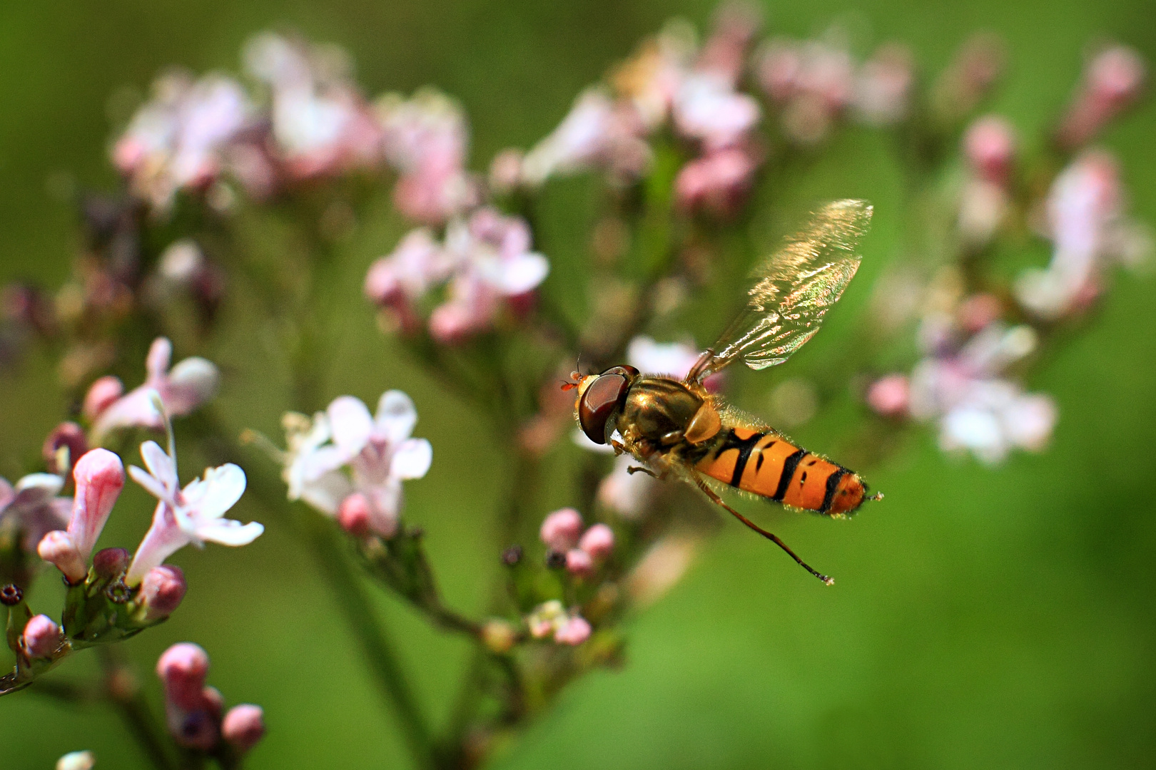 Schwebefliege im Anflug