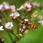 Schwebefliege im Anflug