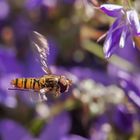 Schwebefliege im Flug 001 