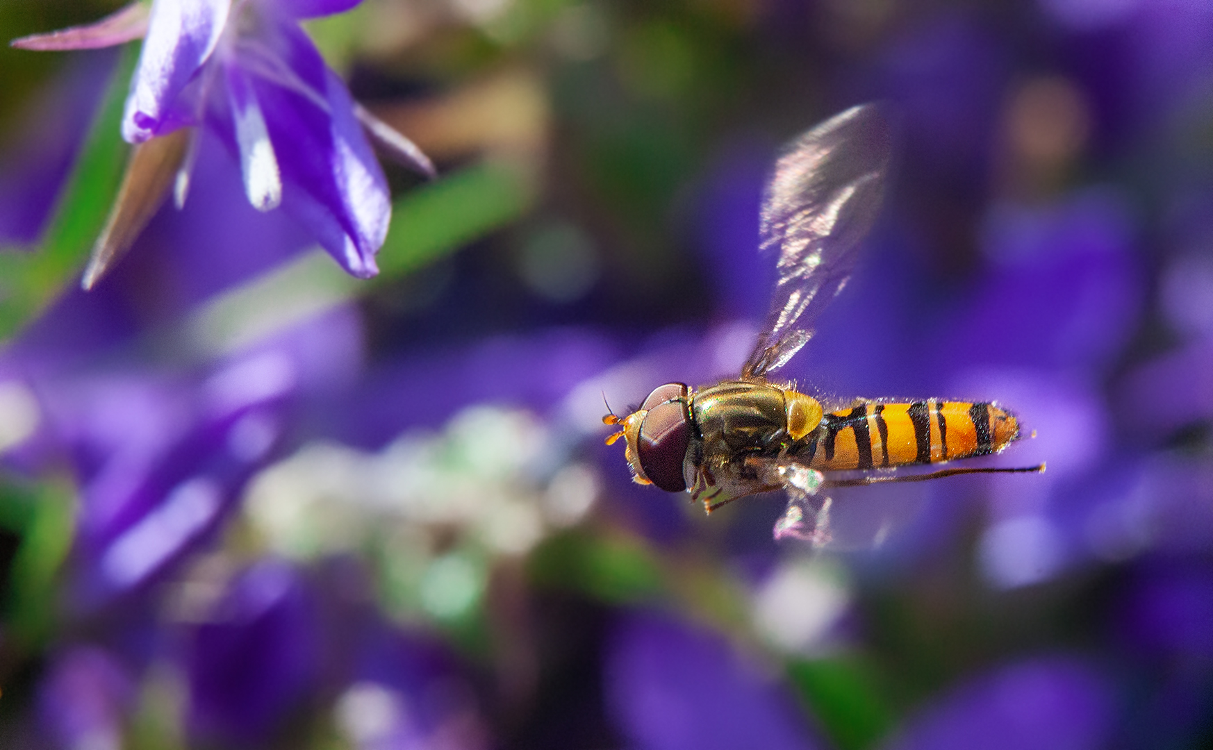 Schwebefliege im Flug 002