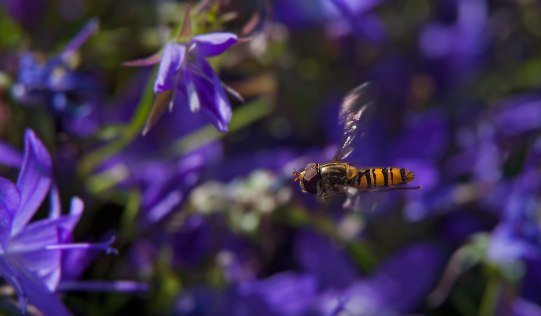 Schwebefliege im Flug 