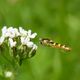 Schwebefliege im Flug