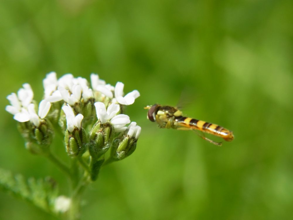 Schwebefliege im Flug von sweetangel90 