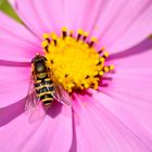 Schwebefliege im Garten