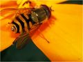 Schwebefliege im Goldrausch .... von Gartenpaule 