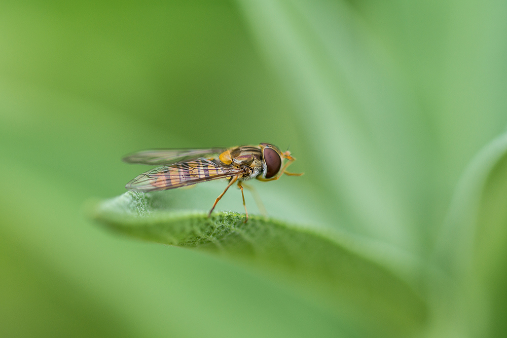 Schwebefliege im Grünen