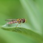 Schwebefliege im Grünen