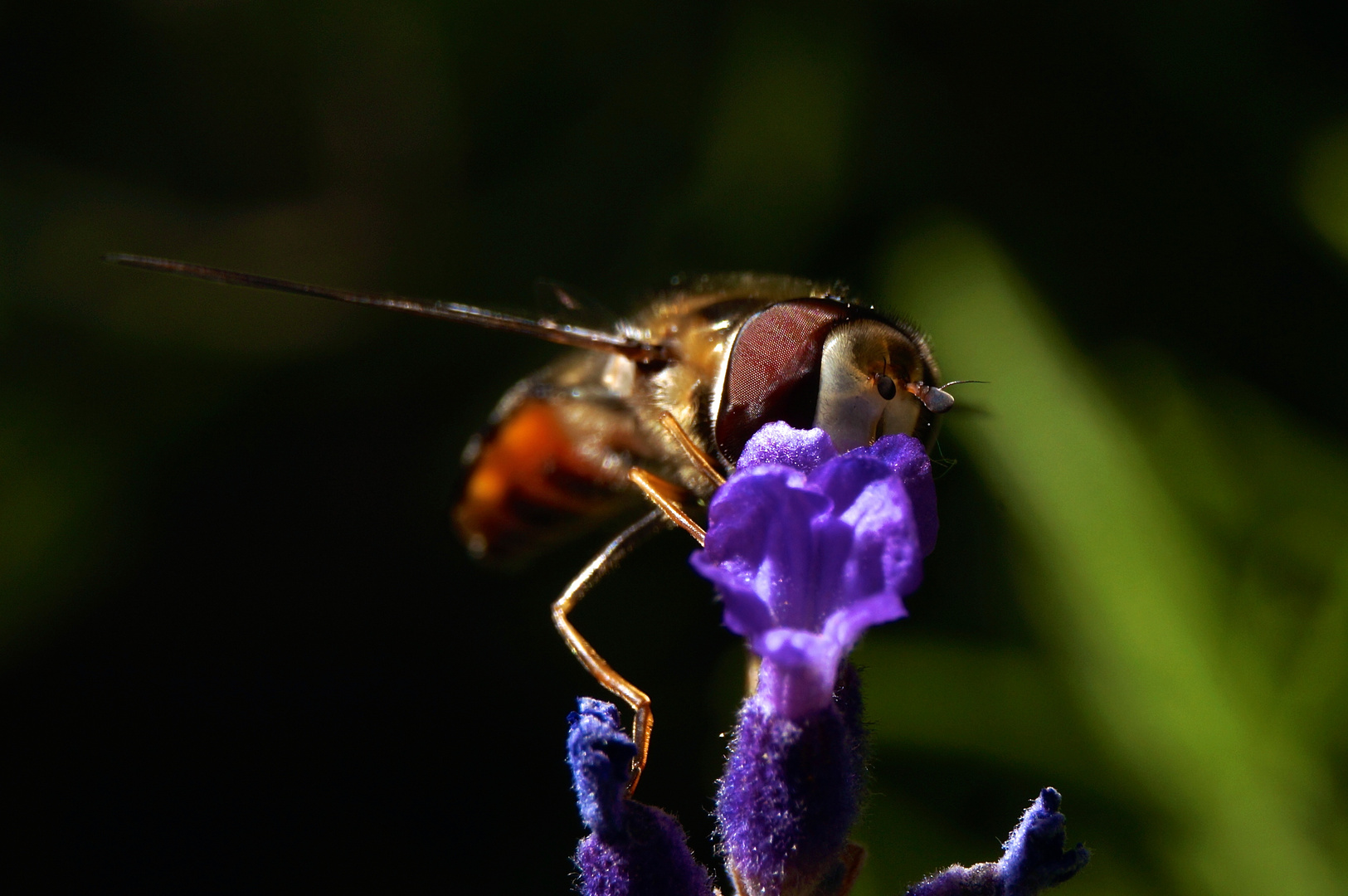 Schwebefliege im Lavendel