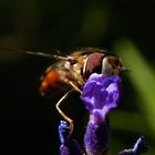 Schwebefliege im Lavendel