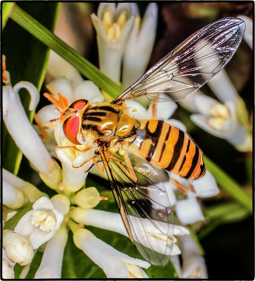 Schwebefliege im Liguster