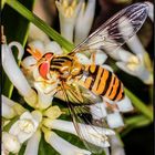 Schwebefliege im Liguster