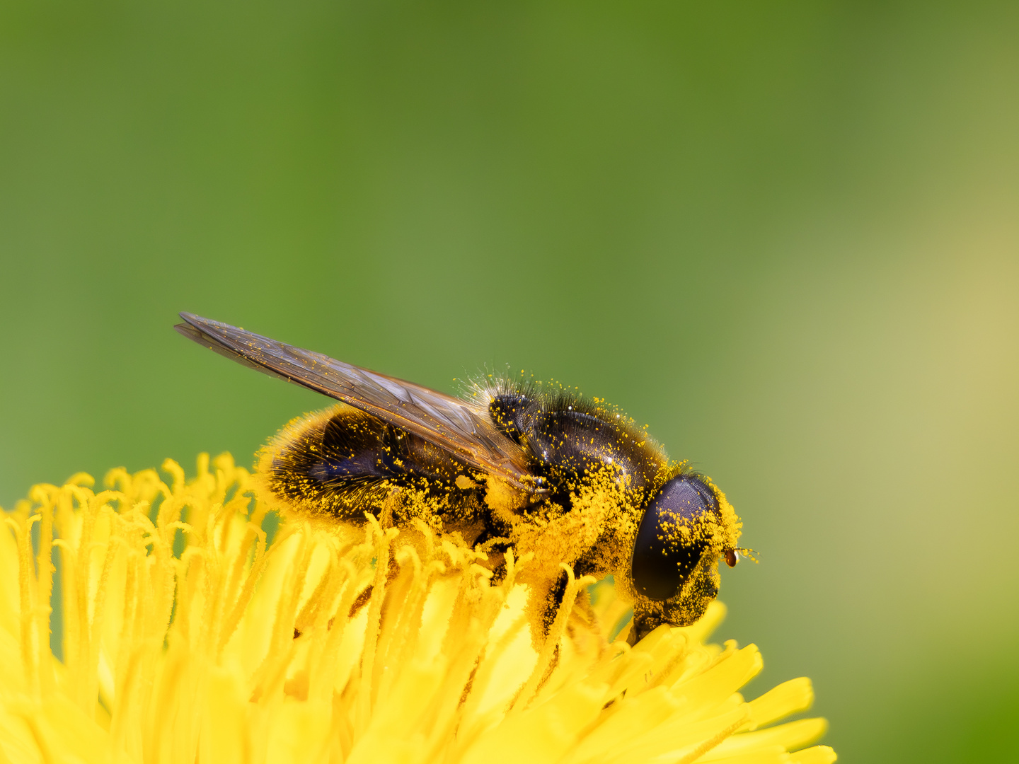 Schwebefliege im Löwenzahn