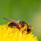 Schwebefliege im Löwenzahn