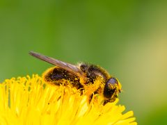 Schwebefliege im Löwenzahn