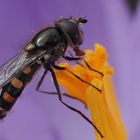 Schwebefliege im Pollenrausch