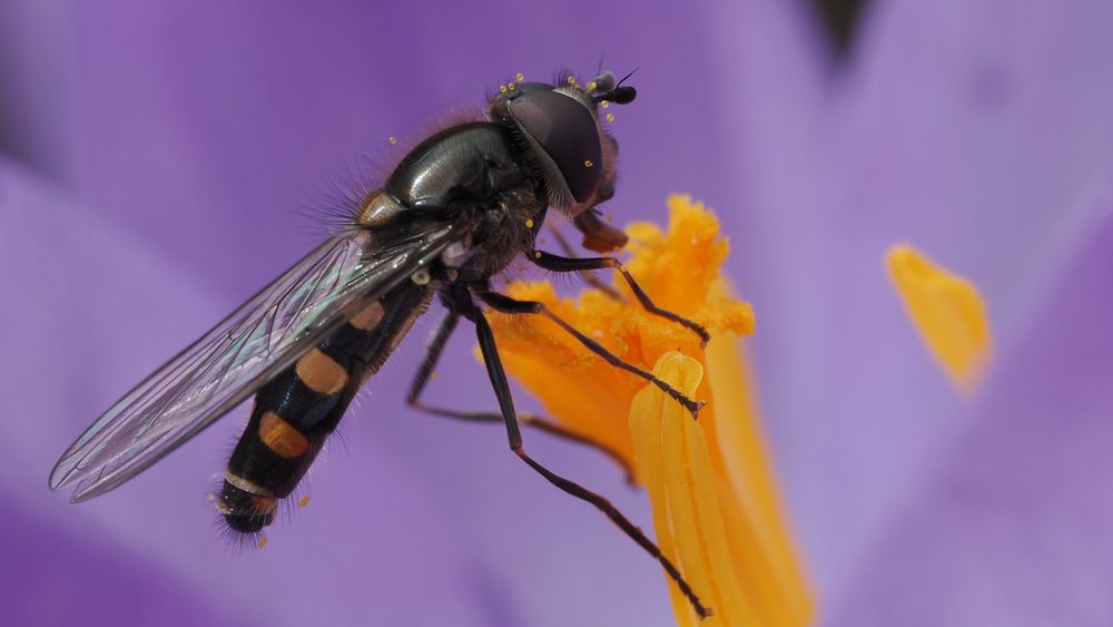 Schwebefliege im Pollenrausch