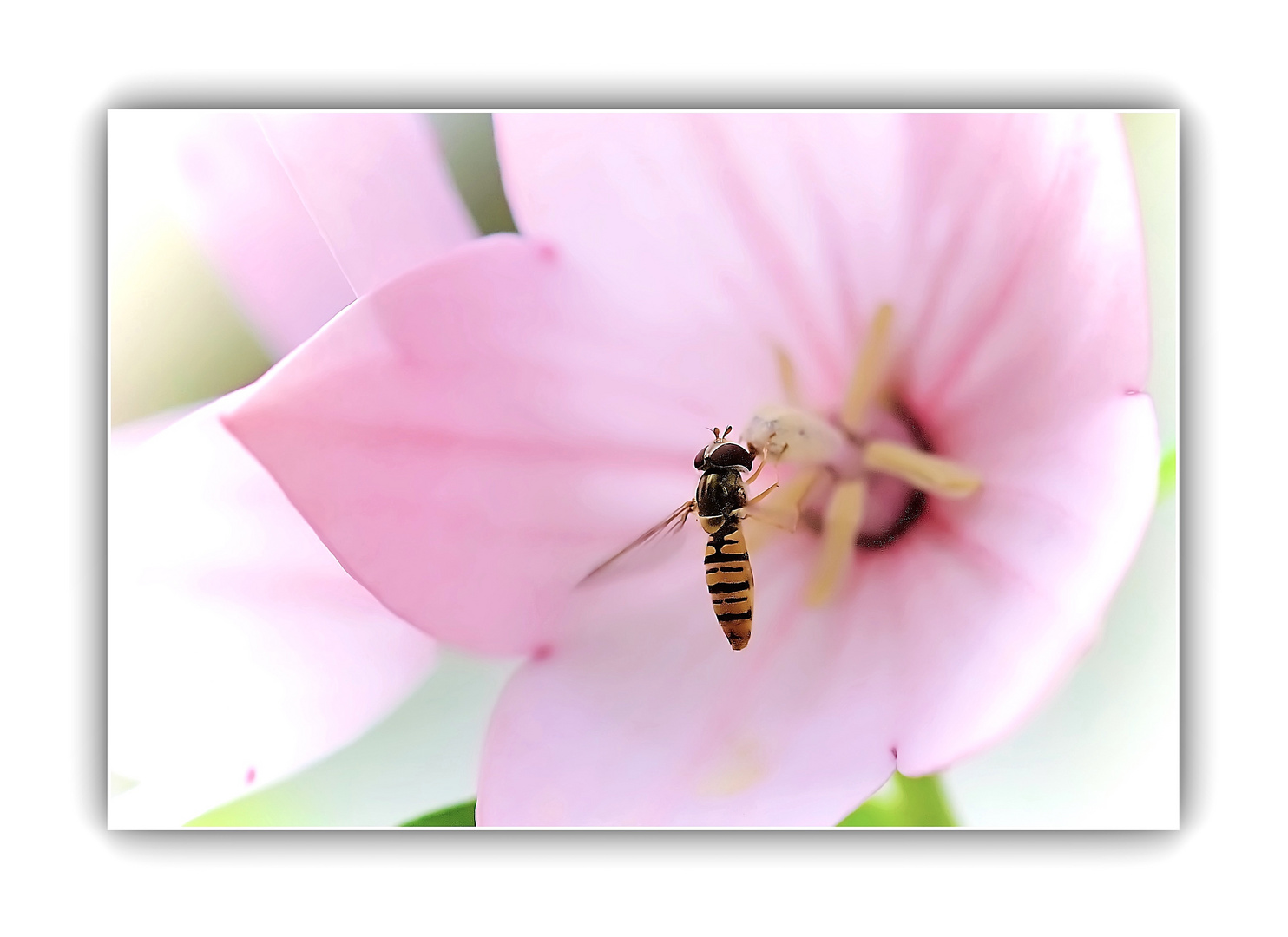 Schwebefliege im Rosa