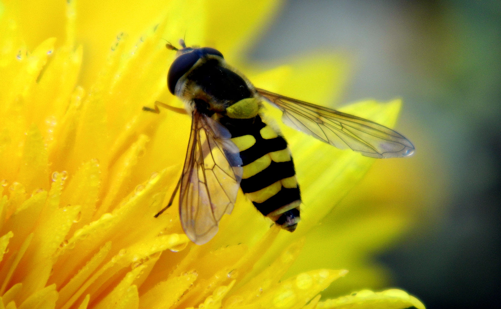 Schwebefliege im Tau