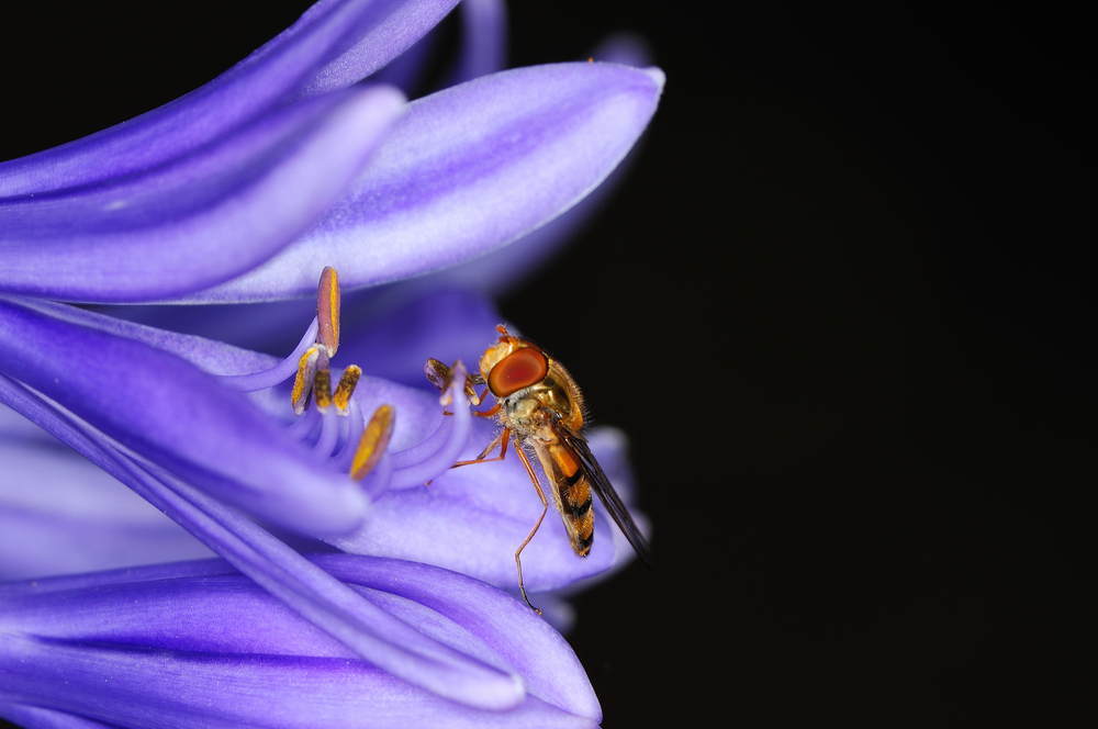 Schwebefliege in Blau..