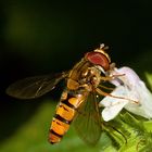 Schwebefliege in der Abendsonne