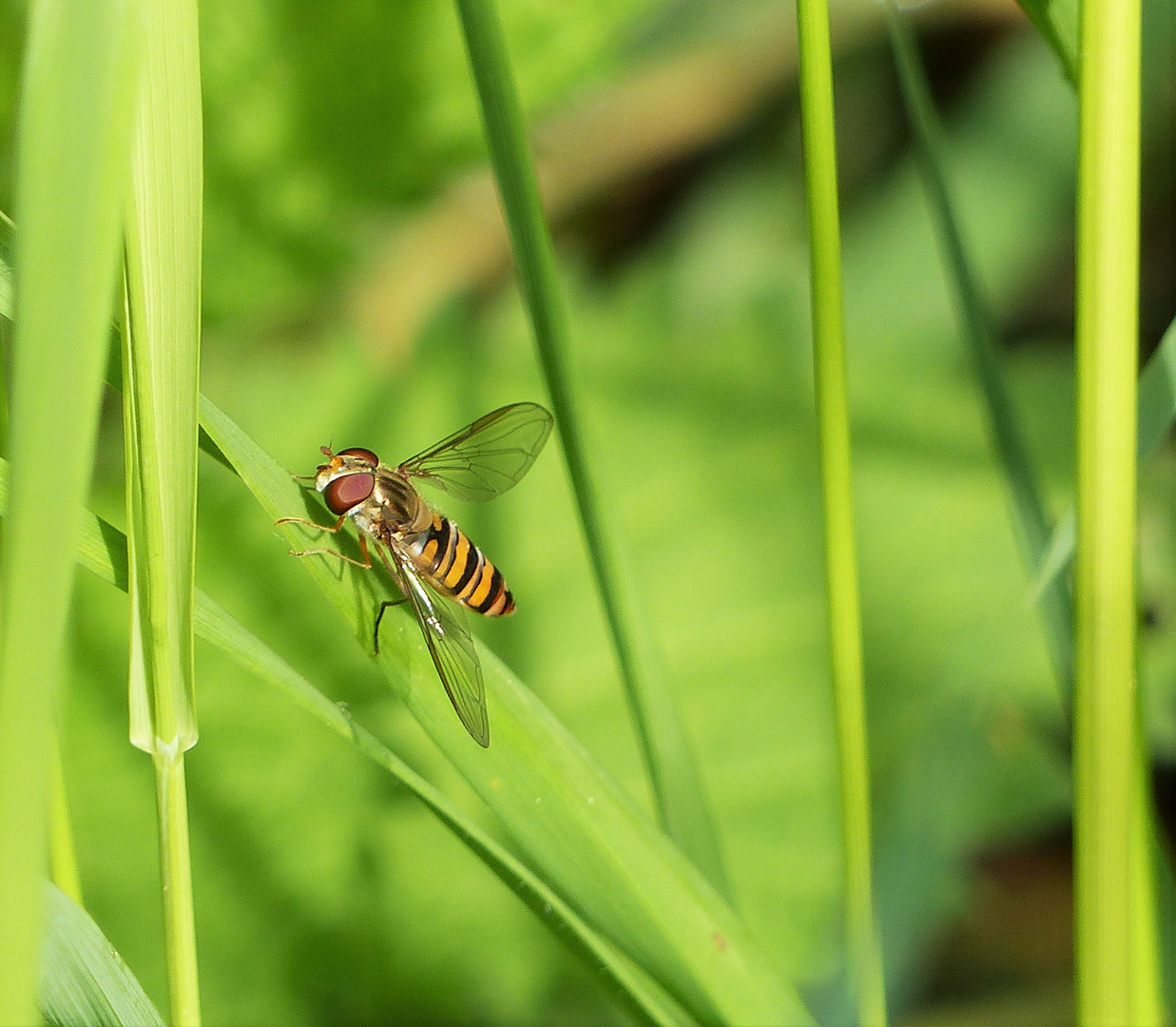 Schwebefliege in der Aufwärmphase