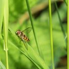 Schwebefliege in der Aufwärmphase