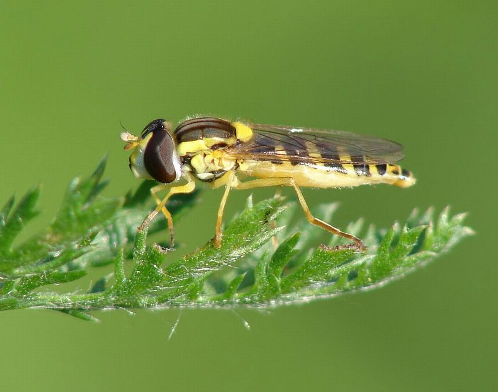 Schwebefliege in der Schwebe