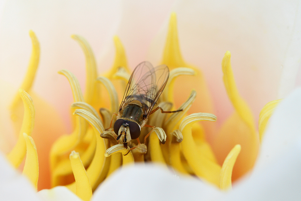 Schwebefliege in einer Seerose