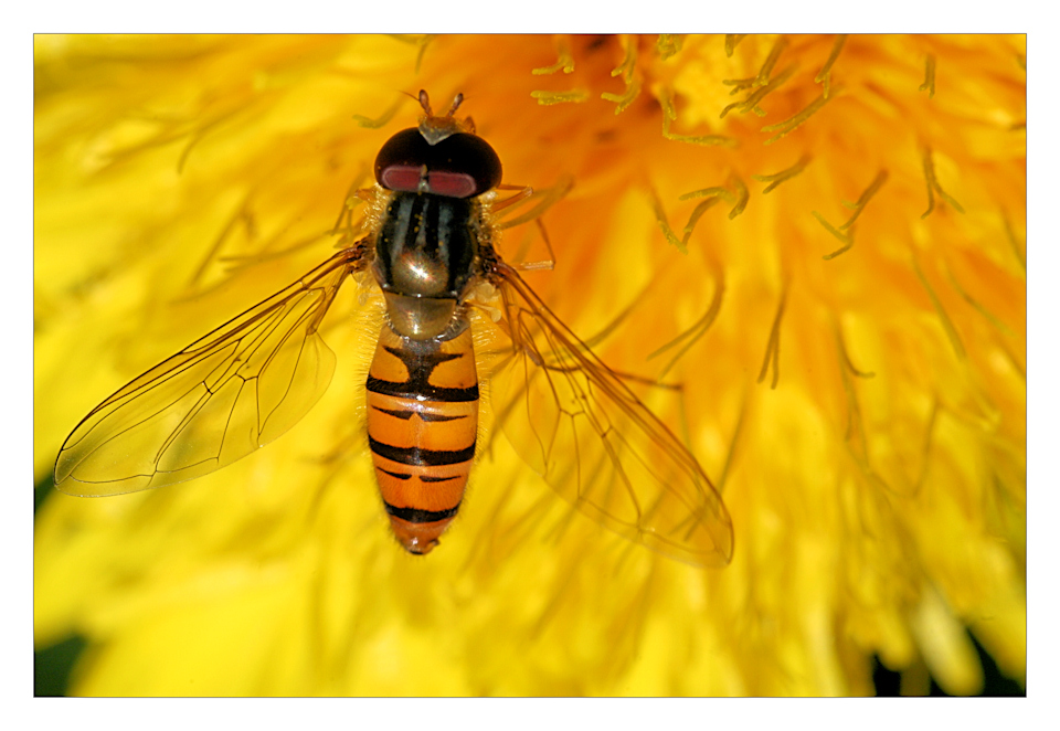 Schwebefliege in gelb